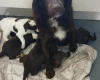 Sprocker Spaniel