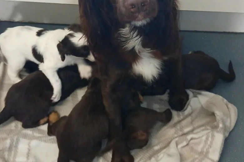 Sprocker Spaniel