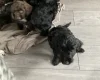Sprocker Spaniel