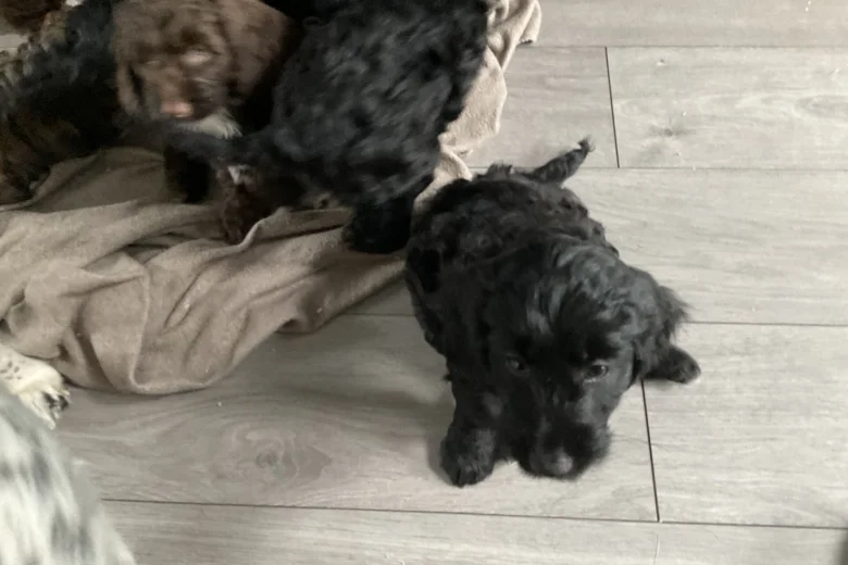 Sprocker Spaniel