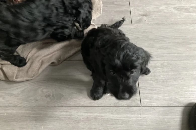 Sprocker Spaniel