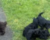 Sprocker Spaniel