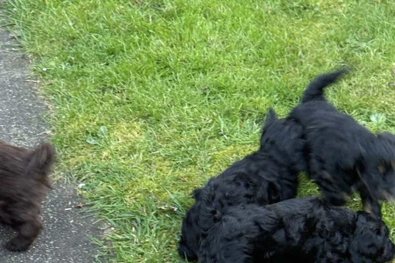Sprocker Spaniel