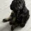 Sprocker Spaniel