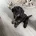 Sprocker Spaniel