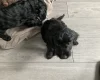 Sprocker Spaniel