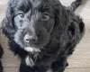 Sprocker Spaniel