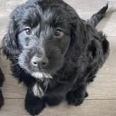 Sprocker Spaniel
