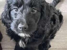 Sprocker Spaniel