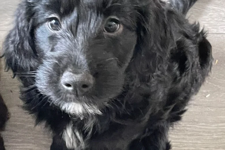 Sprocker Spaniel