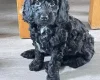 Sprocker Spaniel