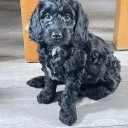 Sprocker Spaniel