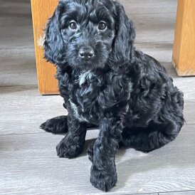 Sprocker Spaniel