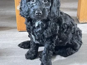 Sprocker Spaniel