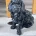 Sprocker Spaniel