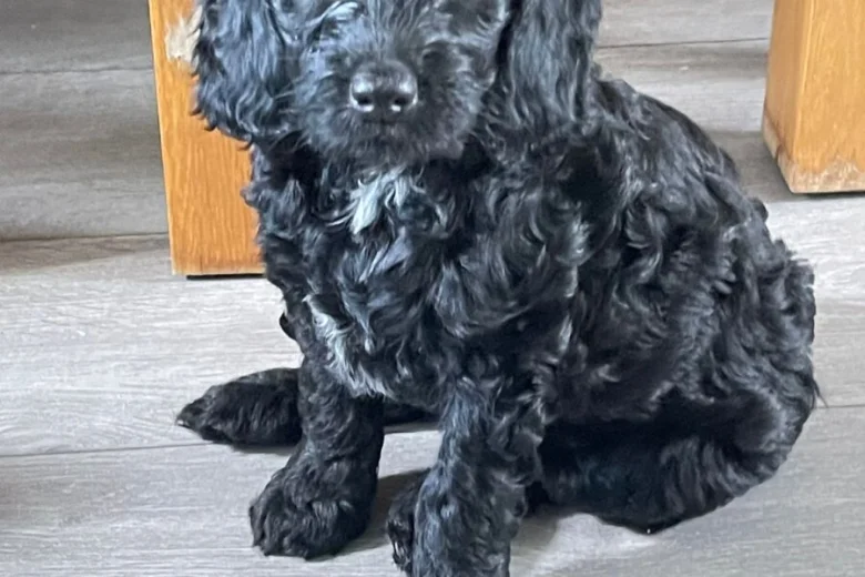 Sprocker Spaniel