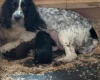 Sprocker Spaniel