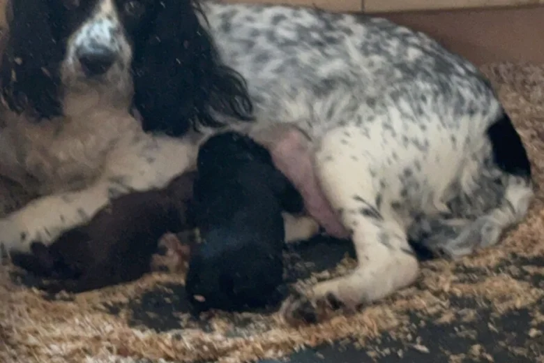 Sprocker Spaniel
