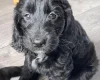 Sprocker Spaniel