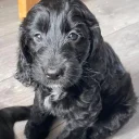 Sprocker Spaniel