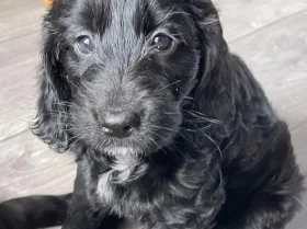 Sprocker Spaniel