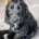 Sprocker Spaniel