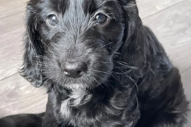 Sprocker Spaniel