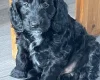 Sprocker Spaniel