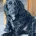 Sprocker Spaniel