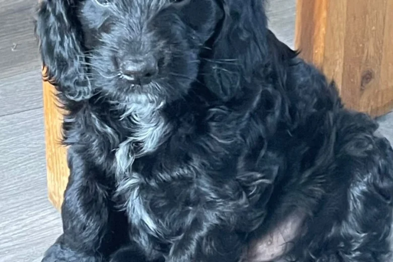 Sprocker Spaniel
