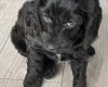 Sprocker Spaniel