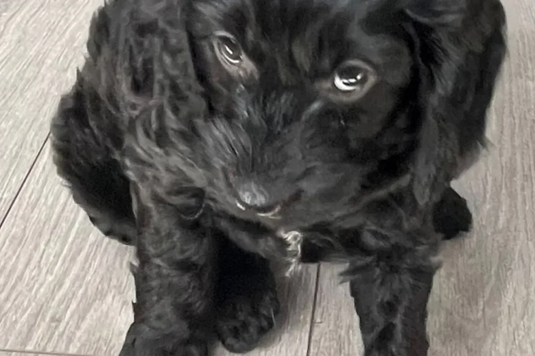 Sprocker Spaniel