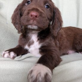 Sprocker Spaniel