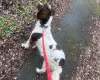 Sproodle