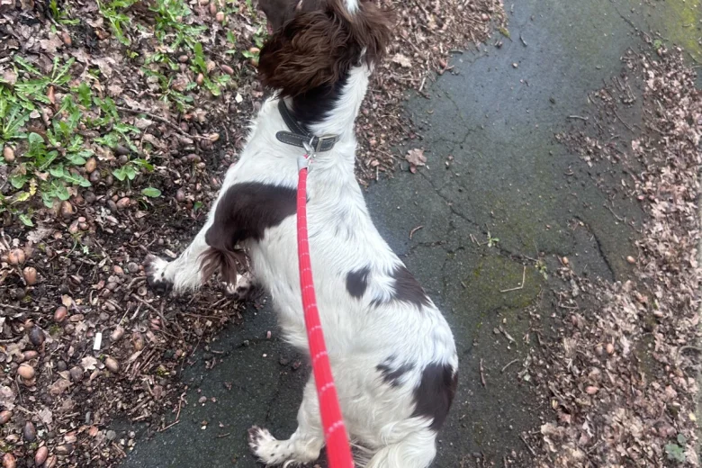 Sproodle