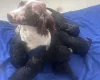 Sproodle