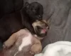 Mixed Breed