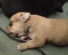 Mixed Breed