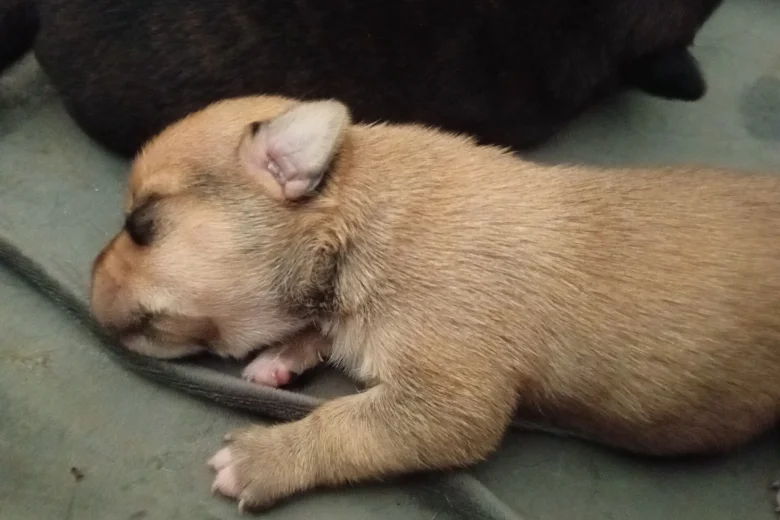 Mixed Breed