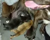 Mixed Breed