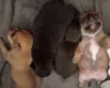 Mixed Breed