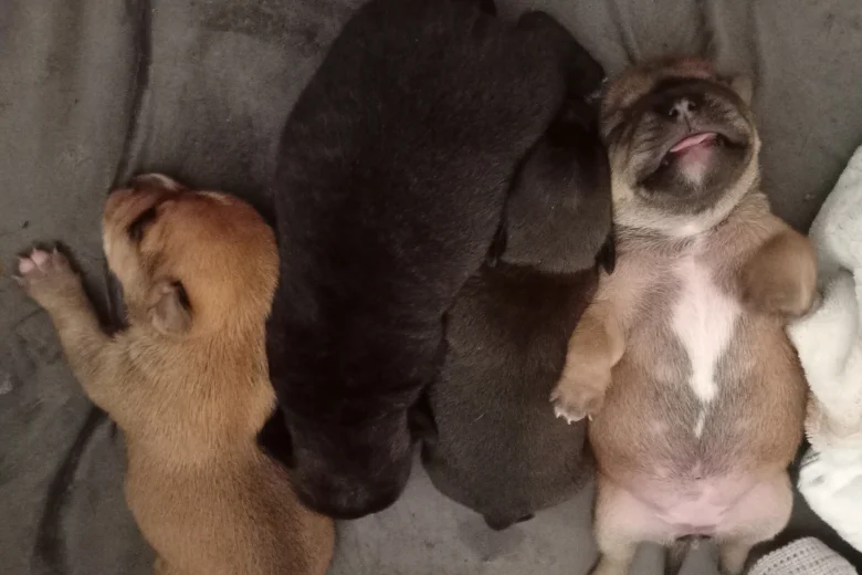 Mixed Breed