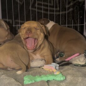 Staffordshire Bull Terrier