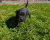 Staffordshire Bull Terrier