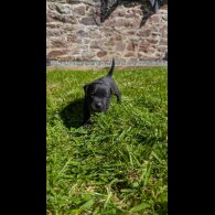 Staffordshire Bull Terrier