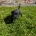 Staffordshire Bull Terrier
