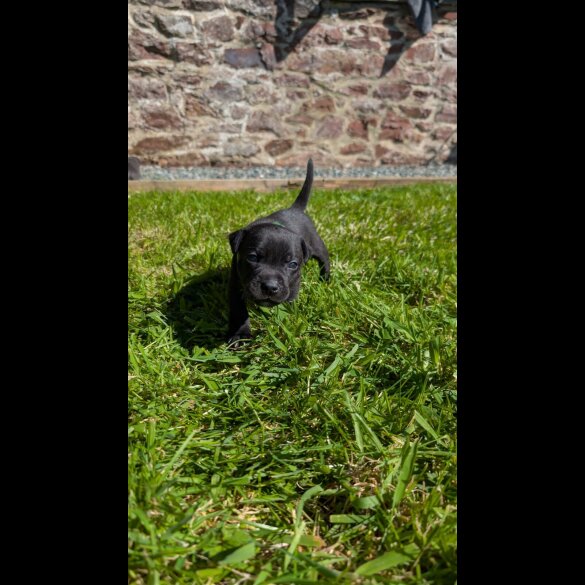 Staffordshire Bull Terrier