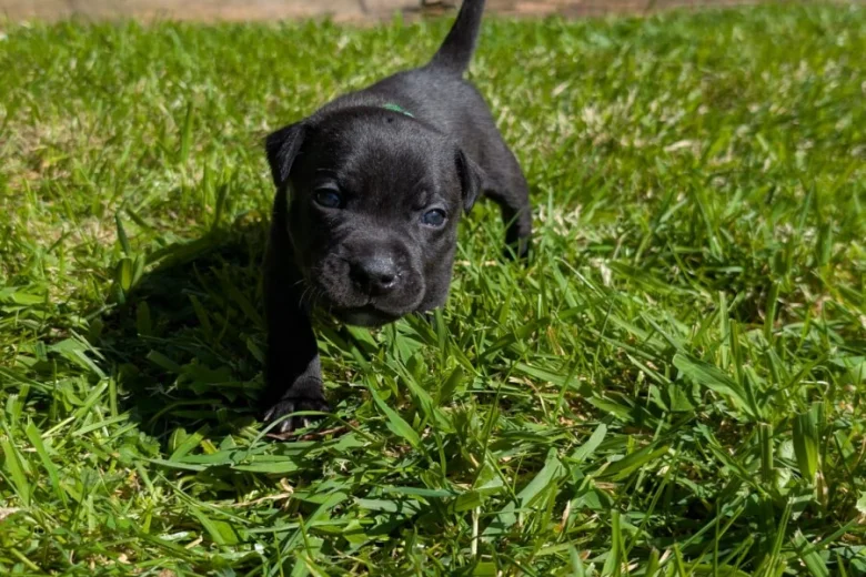 Staffordshire Bull Terrier
