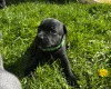 Staffordshire Bull Terrier