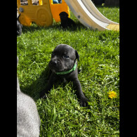 Staffordshire Bull Terrier